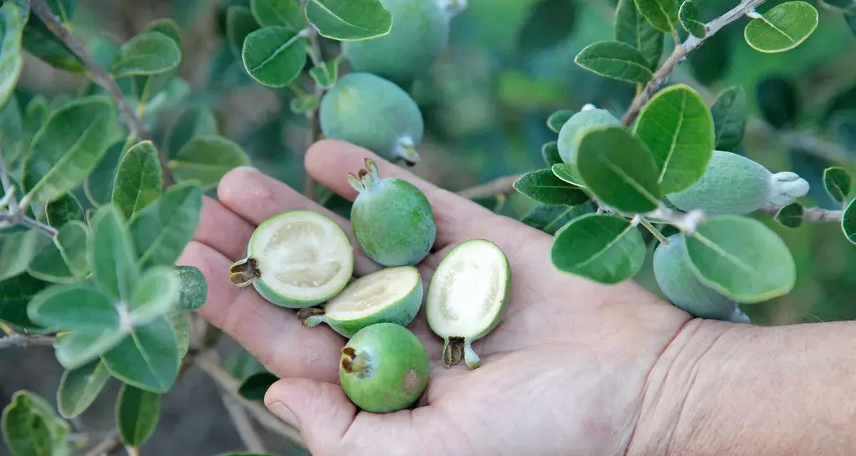 Une main tient plusieurs fruits verts, dont certains coupés en deux révèlent leur chair blanche. Ces fruits sont la goyave, mûrs sur leur branche feuillue.