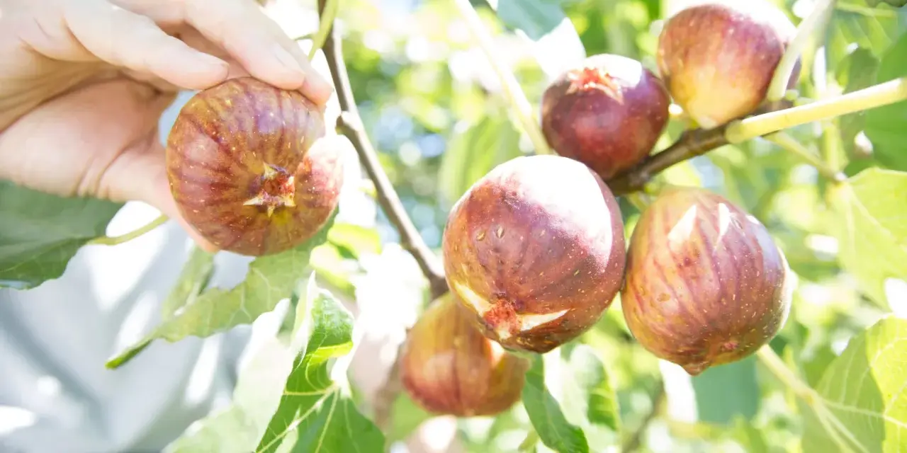 Main d'une personne cueillant des figues mûres sur un figuier. La taille figuier est parfaite pour une récolte gourmande.