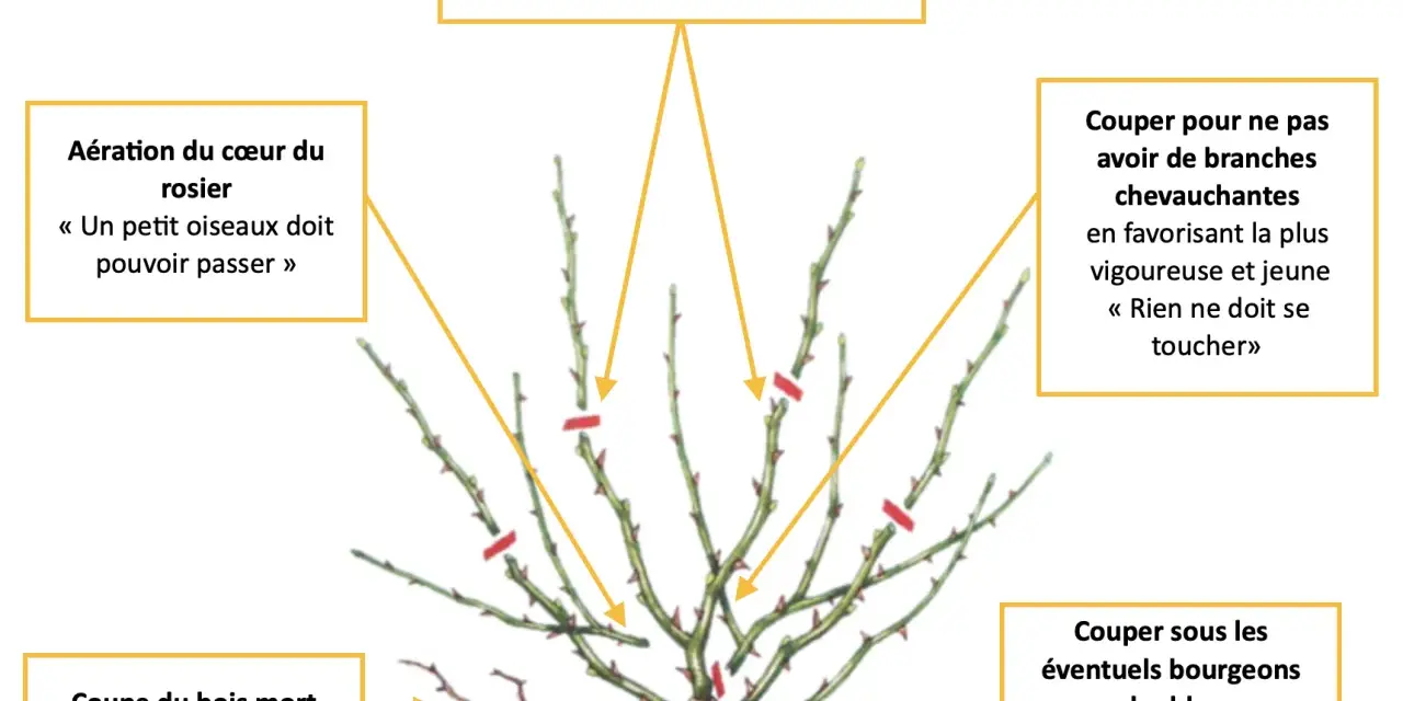 Illustration expliquant comment tailler un rosier : aérer le cœur, couper le bois mort, supprimer les branches qui se touchent et choisir des bourgeons extérieurs.