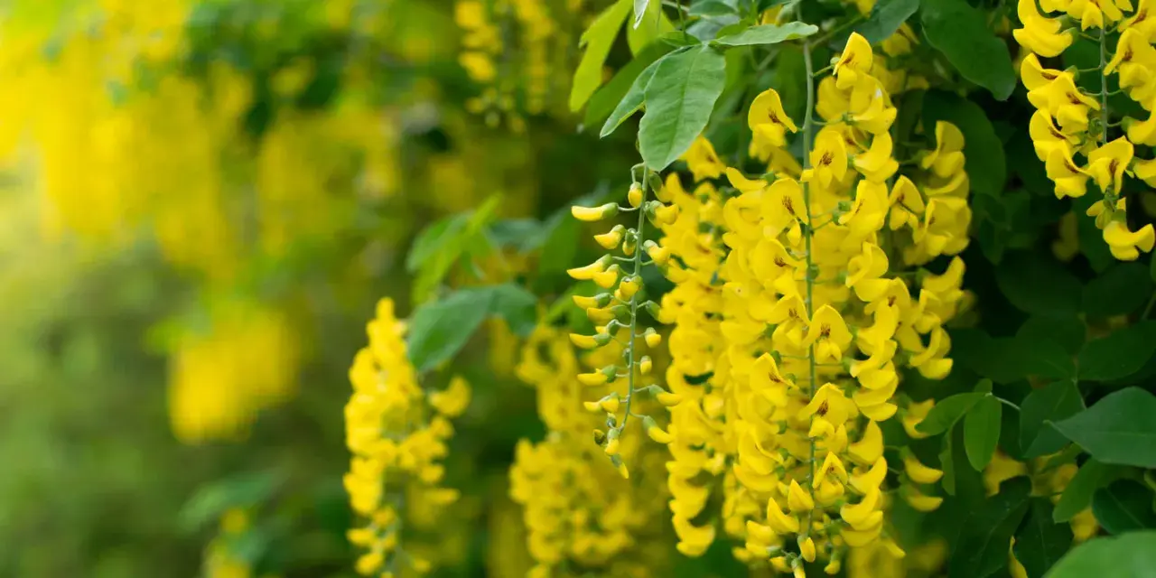 Grappes de fleurs jaunes vives, typiques du cytise, tombant en cascade sur un fond verdoyant.