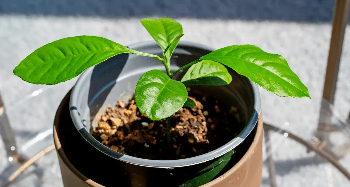 Jeune bouture de citronnier aux feuilles vertes et brillantes, en pot, prête à grandir.