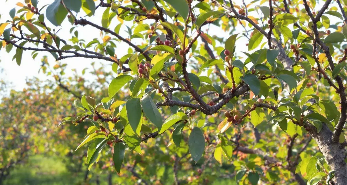 Rameaux d'un arbre fruitier, avec de petites baies rouges et des feuilles vertes. La taille pecher est en cours pour favoriser la future récolte.