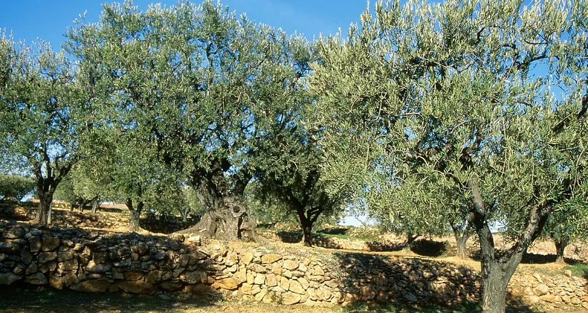 Un champ d'oliviers sous un ciel bleu. Un muret de pierres sèches borde le terrain, prêt pour l'arrosage de l'olivier.