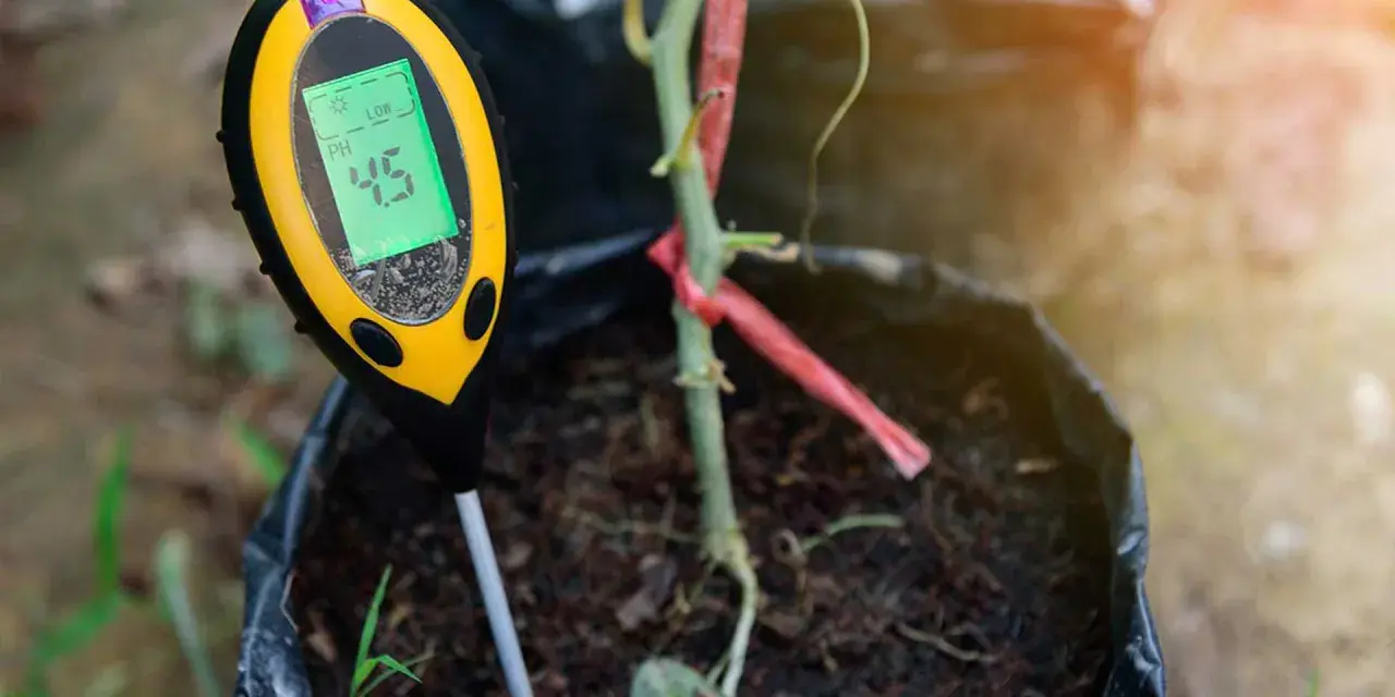 Un testeur de pH affiche 4.5, indiquant qu'il faut acidifier un sol pour une plante en pot.