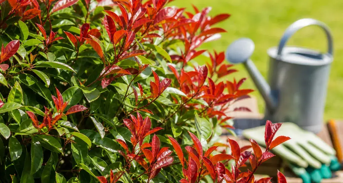 Feuilles rouges d'un photinia, prêt pour un engrais pour photinia. Arrosoir et gants de jardinage en arrière-plan.