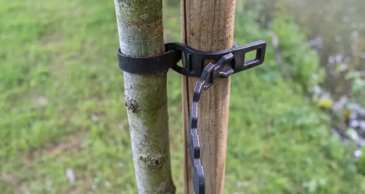 Un jeune arbre est solidement attaché à son tuteur par une sangle noire.