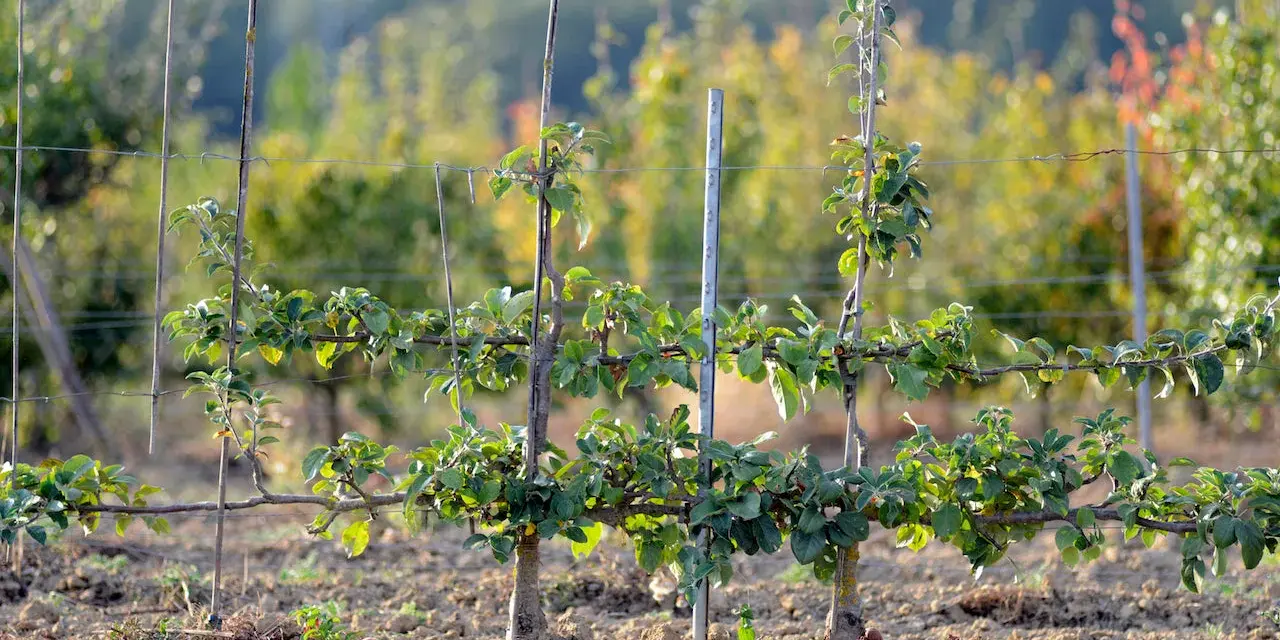 Un jeune cerisier en espalier, taillé pour pousser horizontalement le long de fils de fer, promet une récolte future.