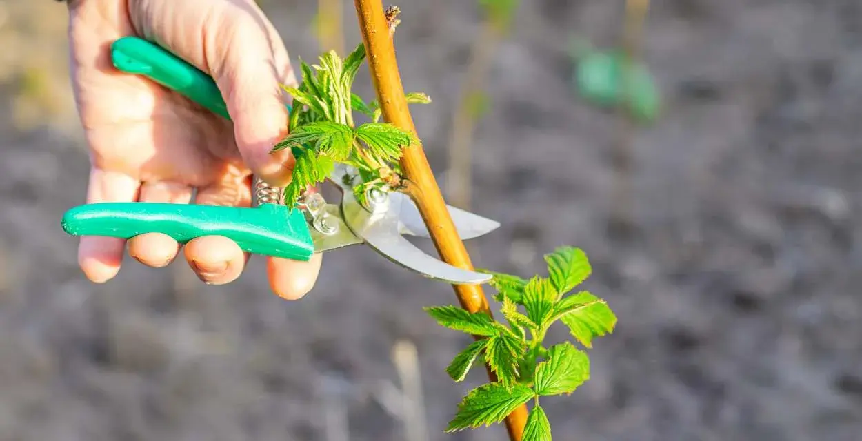 Main verte tenant un sécateur pour tailler une jeune pousse de framboisier.
