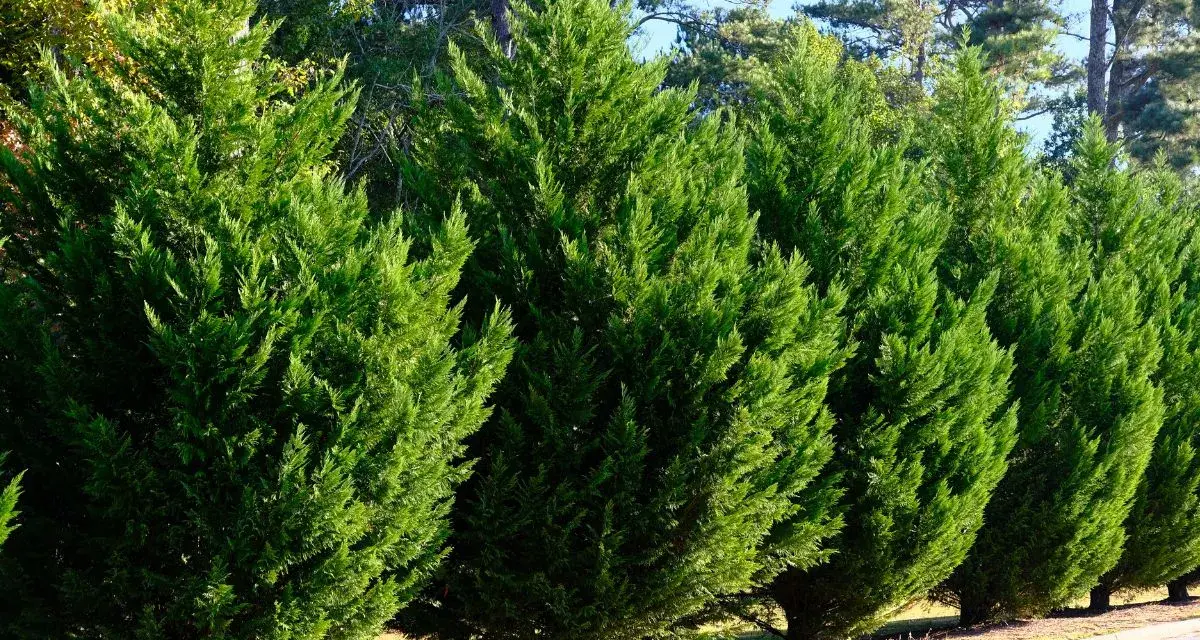 Rangée de cyprès verts, denses et bien taillés. Ces arbres sont magnifiques, mais leurs inconvénients incluent une croissance lente et une sensibilité à certains parasites.