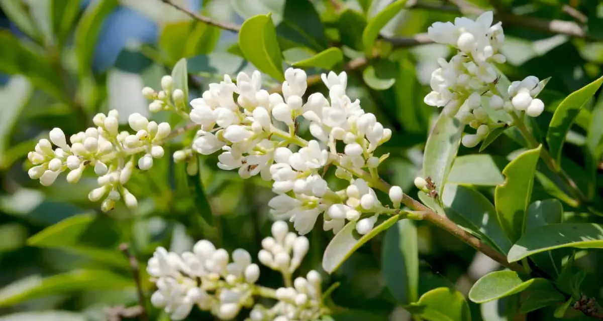 Grappes de petites fleurs blanches écloses sur une haie de troène, avec des feuilles vertes luxuriantes en arrière-plan.