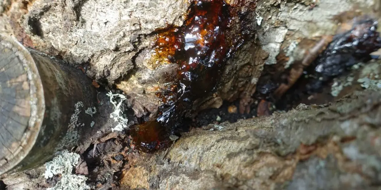 Goutte de résine ambrée suintant d'un tronc d'arbre, signe d'un chancre cerisier.