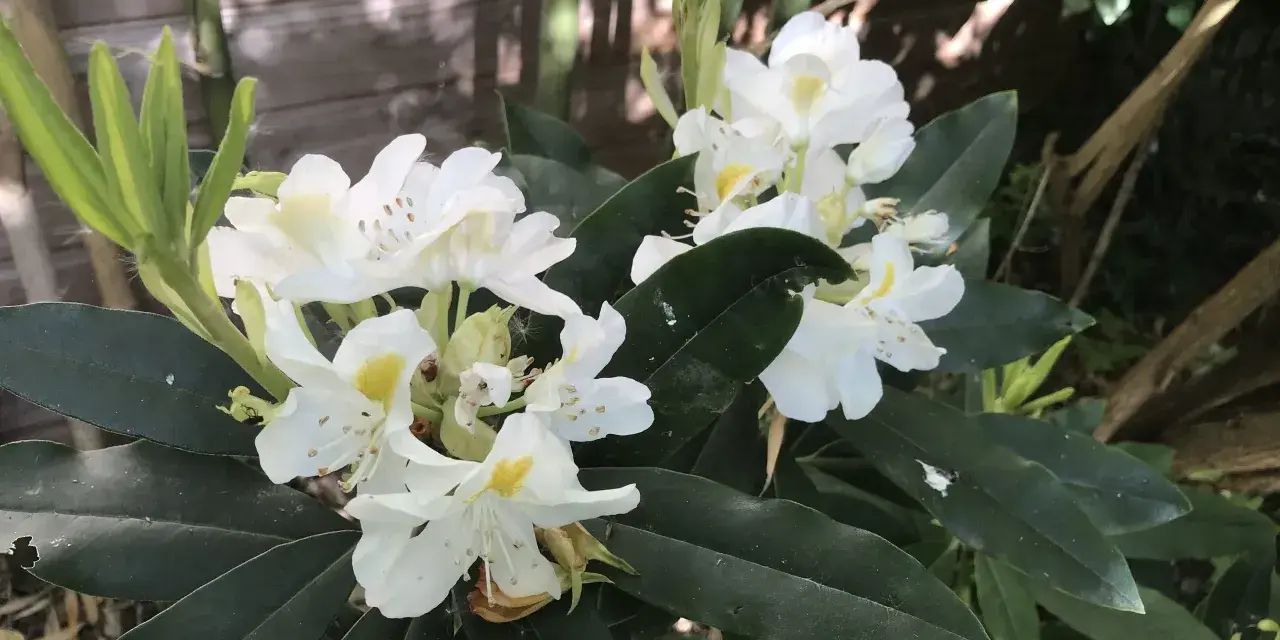 Gros plan sur des fleurs de rhododendron blanches avec des touches de jaune, mises en valeur par une exposition ensoleillée.
