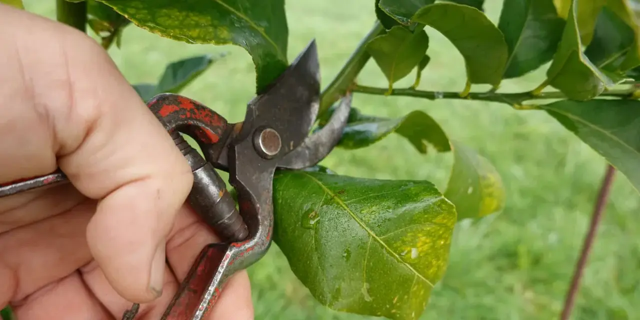 Main d'un jardinier utilisant un sécateur pour la taille d'un oranger, coupant une petite branche.