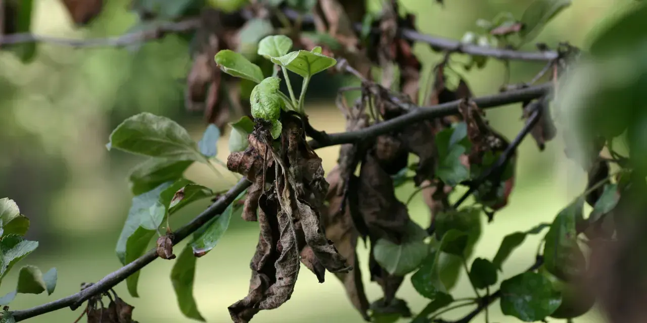 Feuilles de pommier mortes et vertes, signe d'un traitement nécessaire.