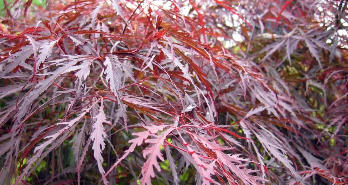 Feuilles déchiquetées d'un érable du Japon, aux teintes pourpres et rosées, évoquant une possible maladie.