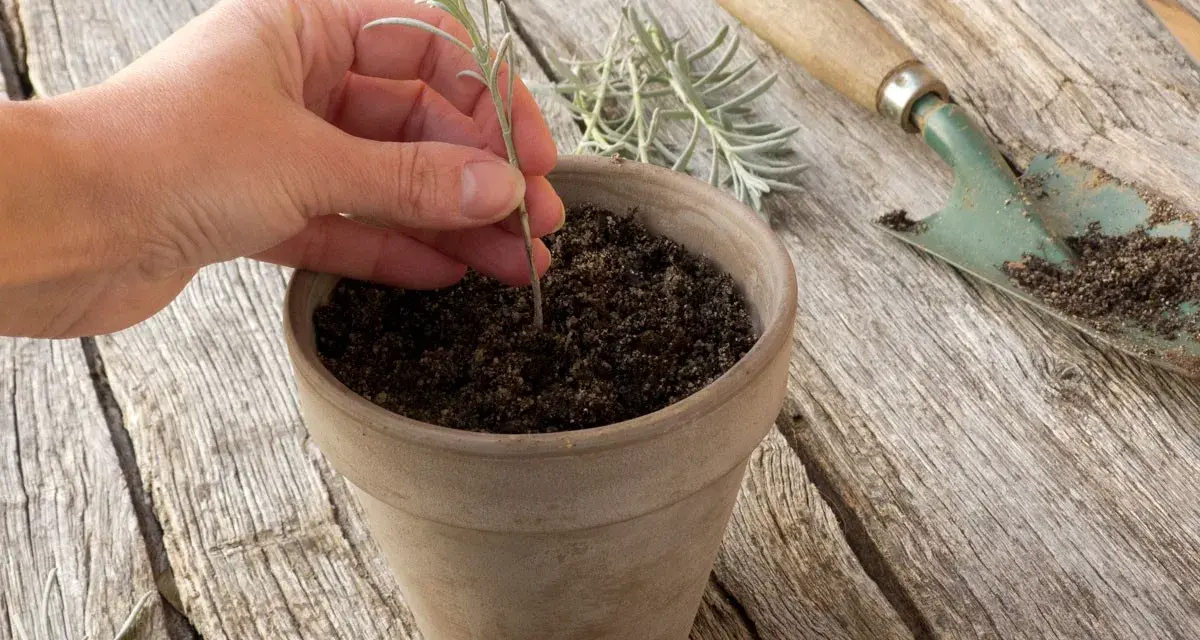 Main d'une personne plantant une jeune pousse de lavande dans un pot en terre cuite. Outil de jardinage à proximité.