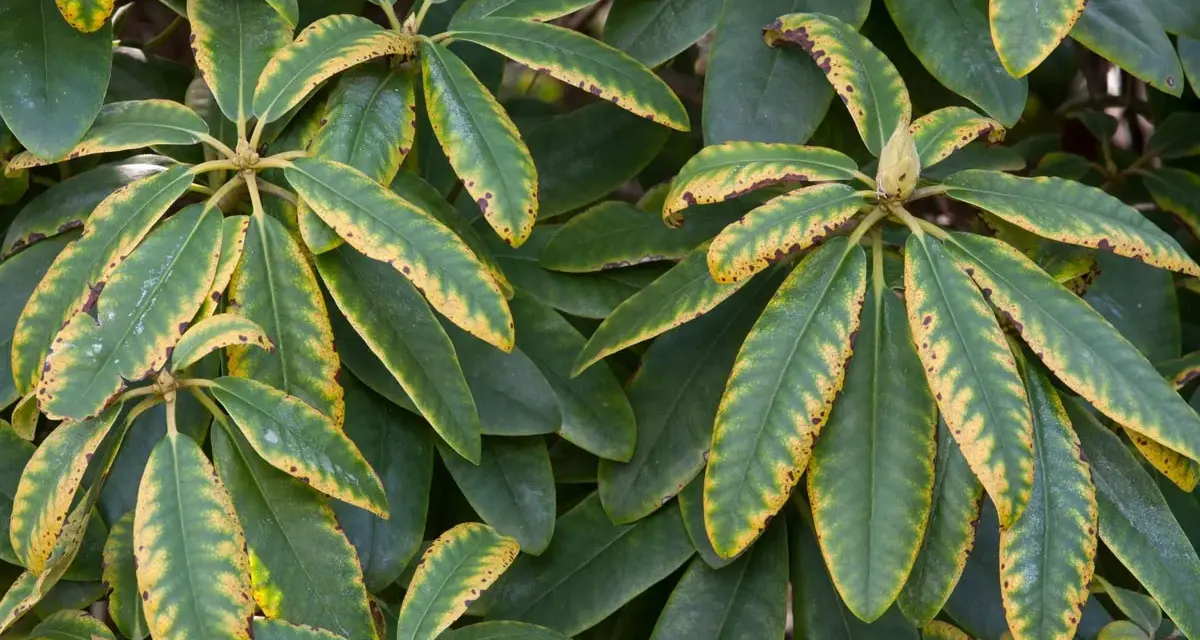 Feuilles de rhododendron atteintes d'une maladie, présentant des taches jaunes et brunes sur les bords.