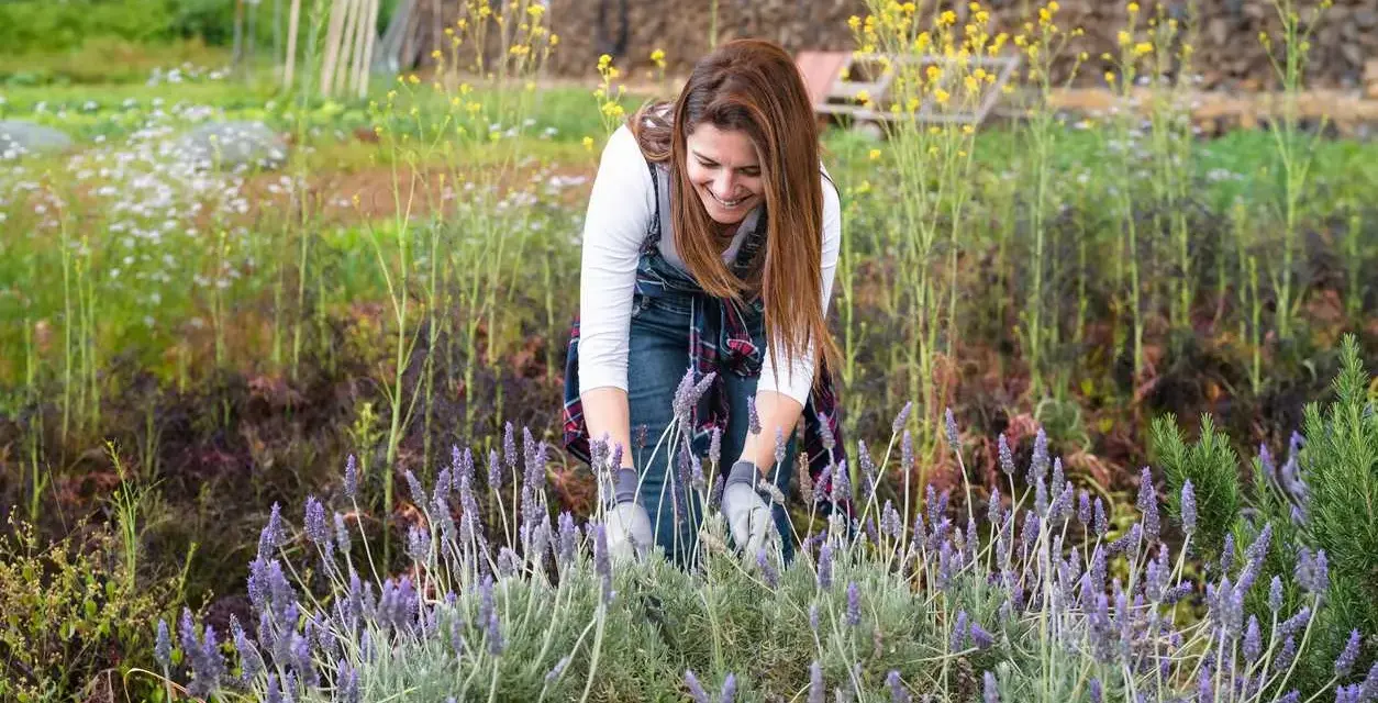Une femme souriante s'occupe de la taille de lavande dans un champ fleuri.