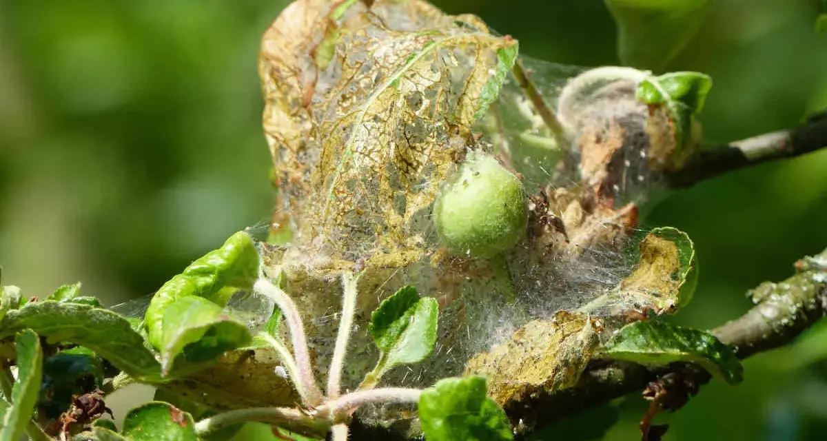 Nid de chenille sur pommier. Un traitement naturel est nécessaire pour protéger l'arbre.