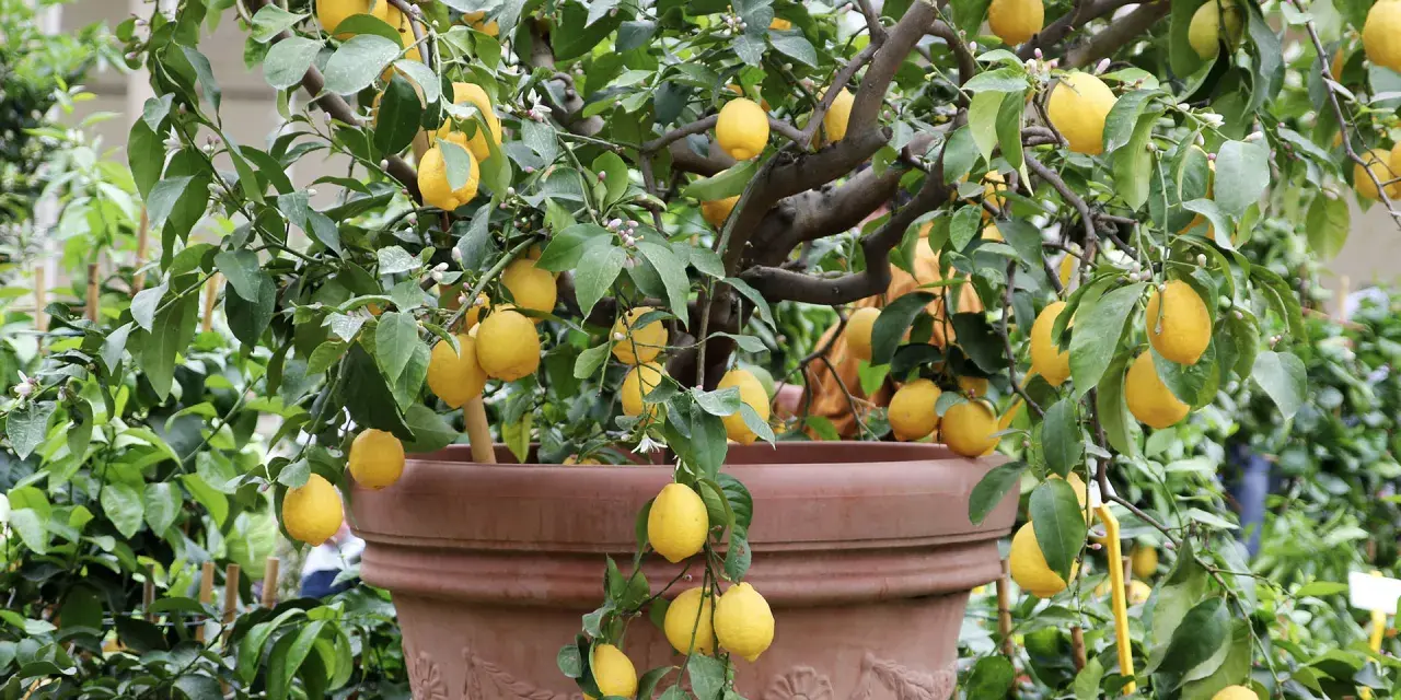 Un citronnier en pot, prêt à greffer, porte de nombreux fruits jaunes mûrs et des fleurs.