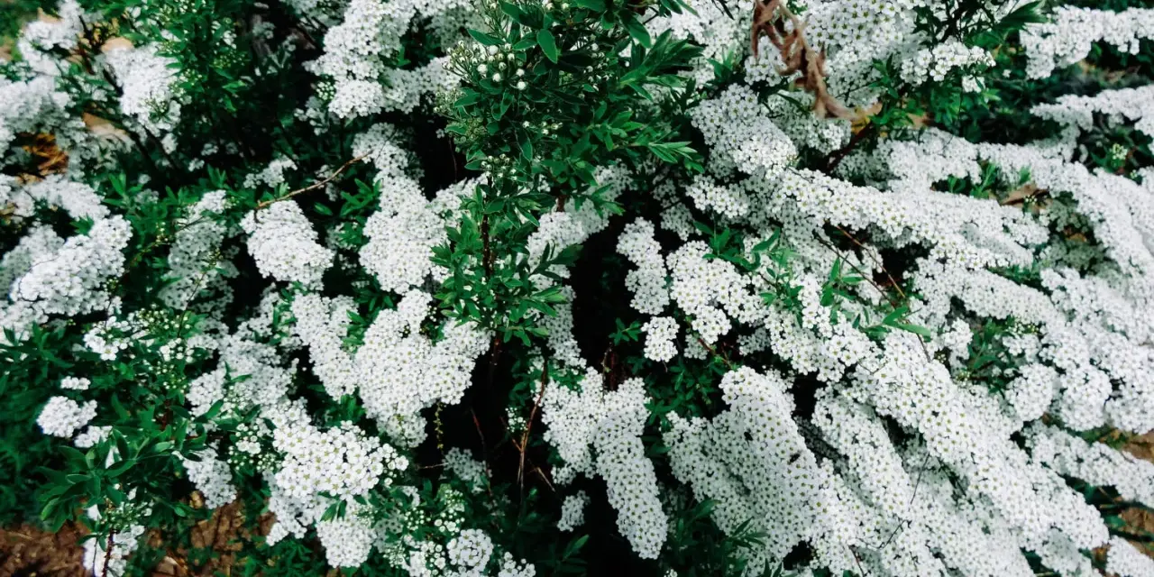 Un buisson de spirée en pleine floraison, ses grappes de petites fleurs blanches contrastent avec le feuillage vert. Une taille adéquate permettrait de mettre en valeur sa forme naturelle.