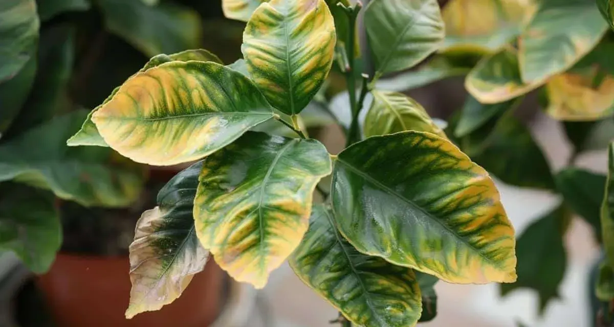 Les feuilles du citronnier se recroquevillent, montrant des marbrures jaunes et vertes. Un citron jaune est visible en bas.