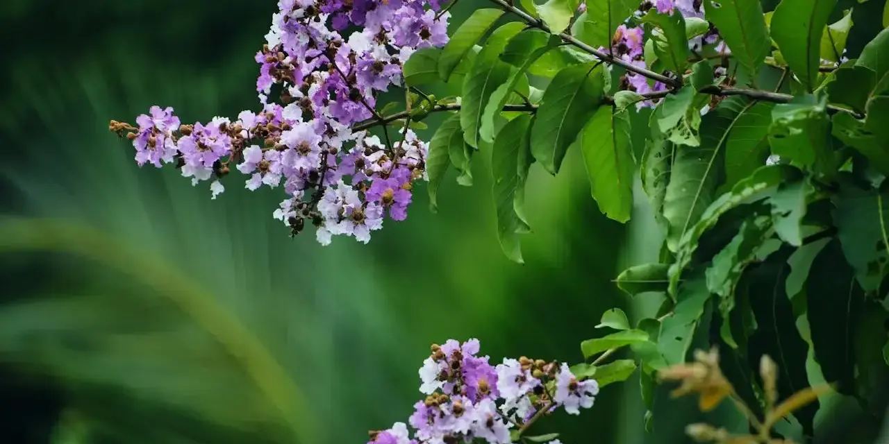 Grappes de fleurs mauves et blanches sur une branche de lagerstroemia, avec des feuilles vertes luxuriantes en arrière-plan.
