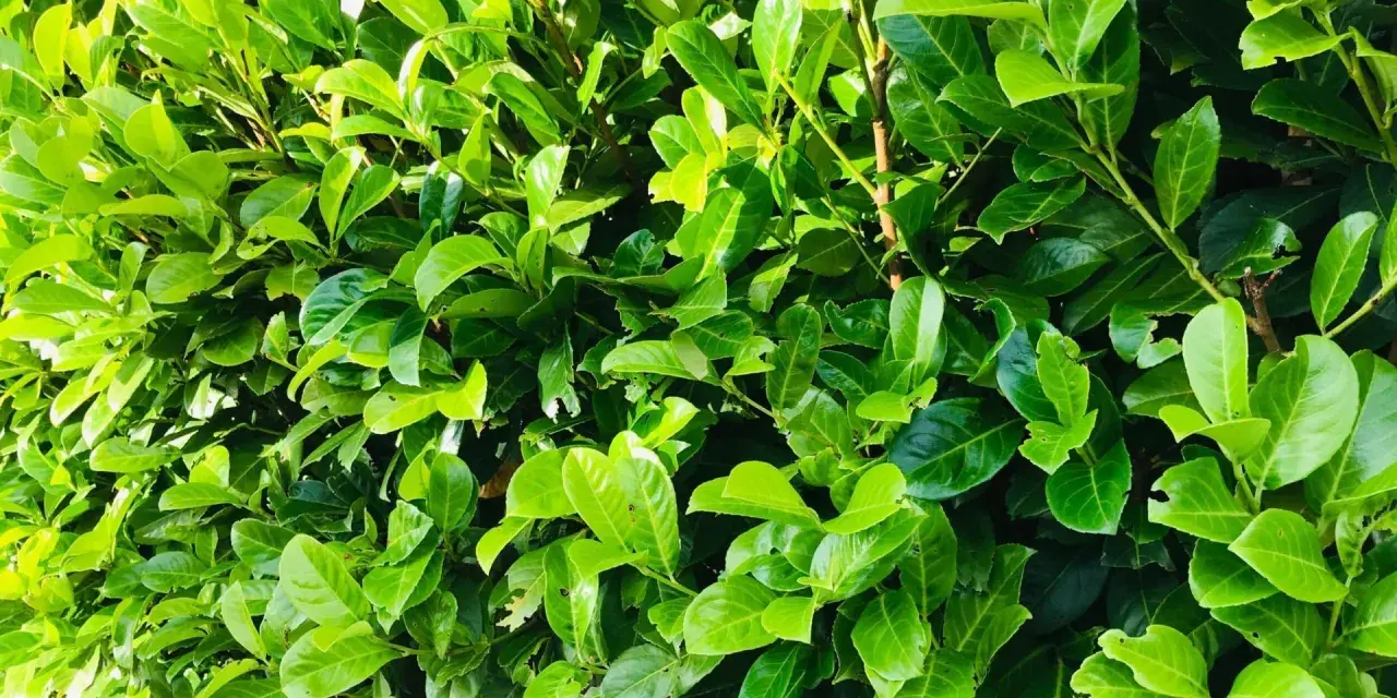Gros plan sur un feuillage dense et vert, typique d'une bouture de laurier cerise. Les feuilles luisantes forment un mur végétal.