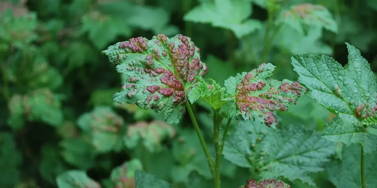 Feuilles de groseillier atteintes d'une maladie, présentant des boursouflures rouges et vertes.