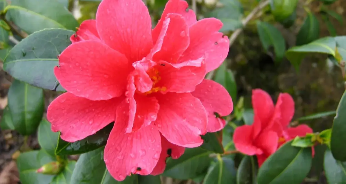 Une belle bouture camélia rose vif, ornée de gouttelettes d'eau, s'épanouit parmi ses feuilles vertes.