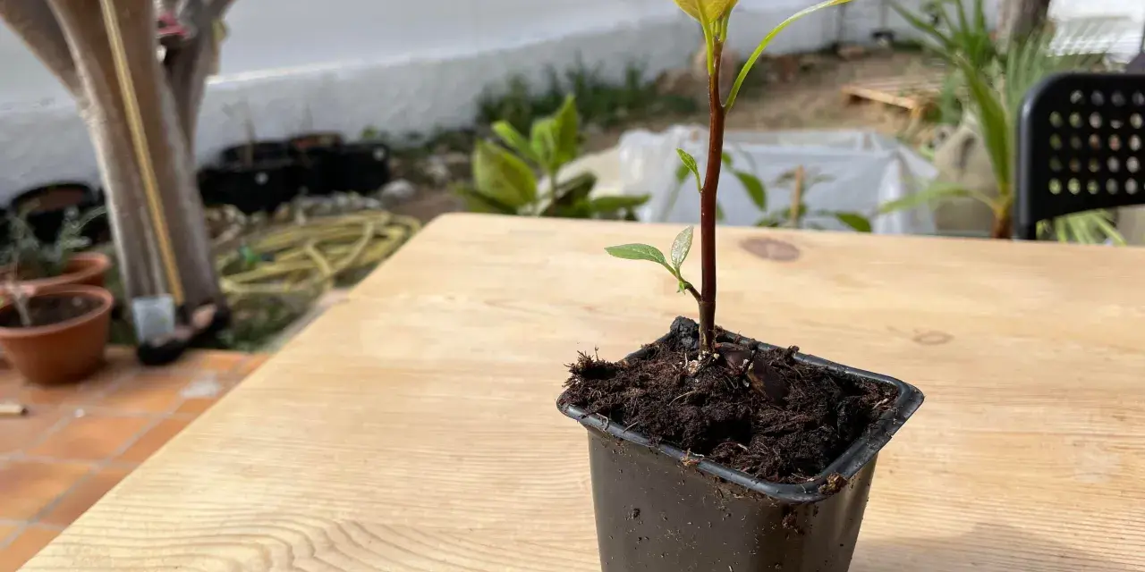 Jeune plant d'avocatier avec une tige trop longue, en pot sur une table en bois.