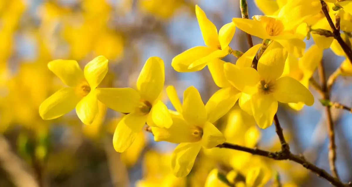 Bouture forsythia en pleine floraison, ses fleurs jaunes éclatantes illuminent le printemps.