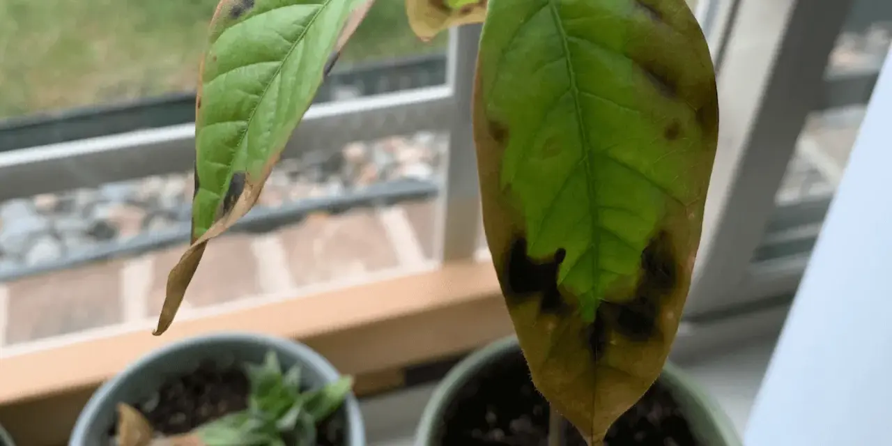 Une feuille d'avocatier montre des taches brunes et des bords secs, signe de stress ou de maladie.