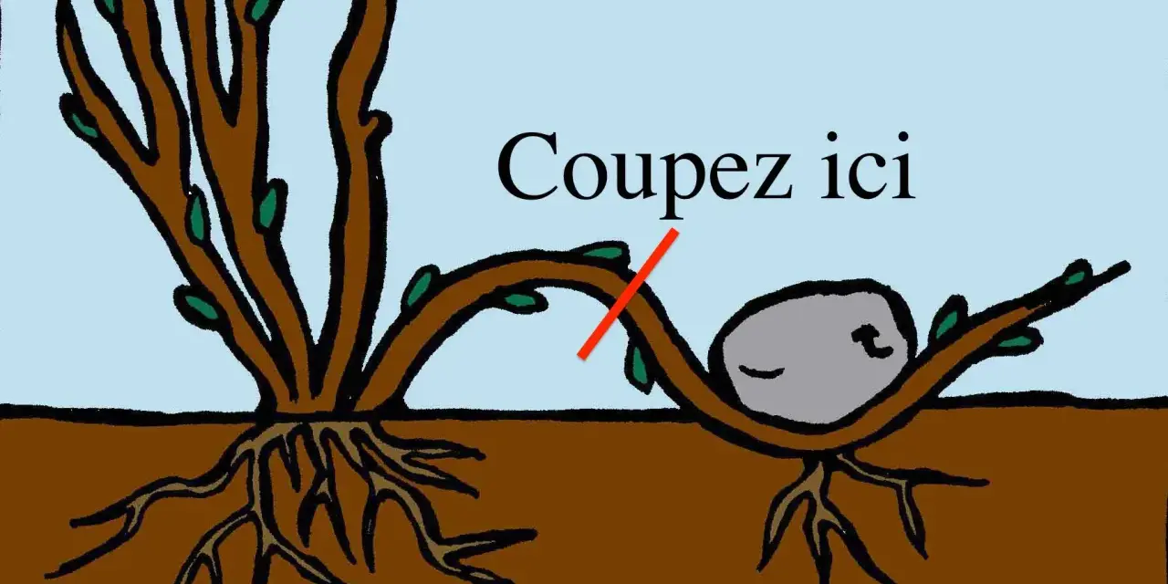Illustration du marcottage du noisetier : une branche courbée vers le sol, avec une indication "Coupez ici" et une pierre pour maintenir la branche.