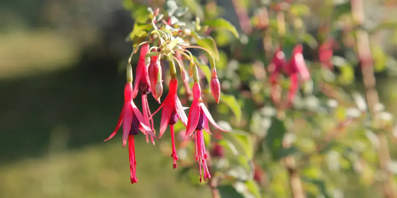 Grappe de fleurs de plante fuchsia aux teintes roses et violettes, suspendues comme des clochettes.