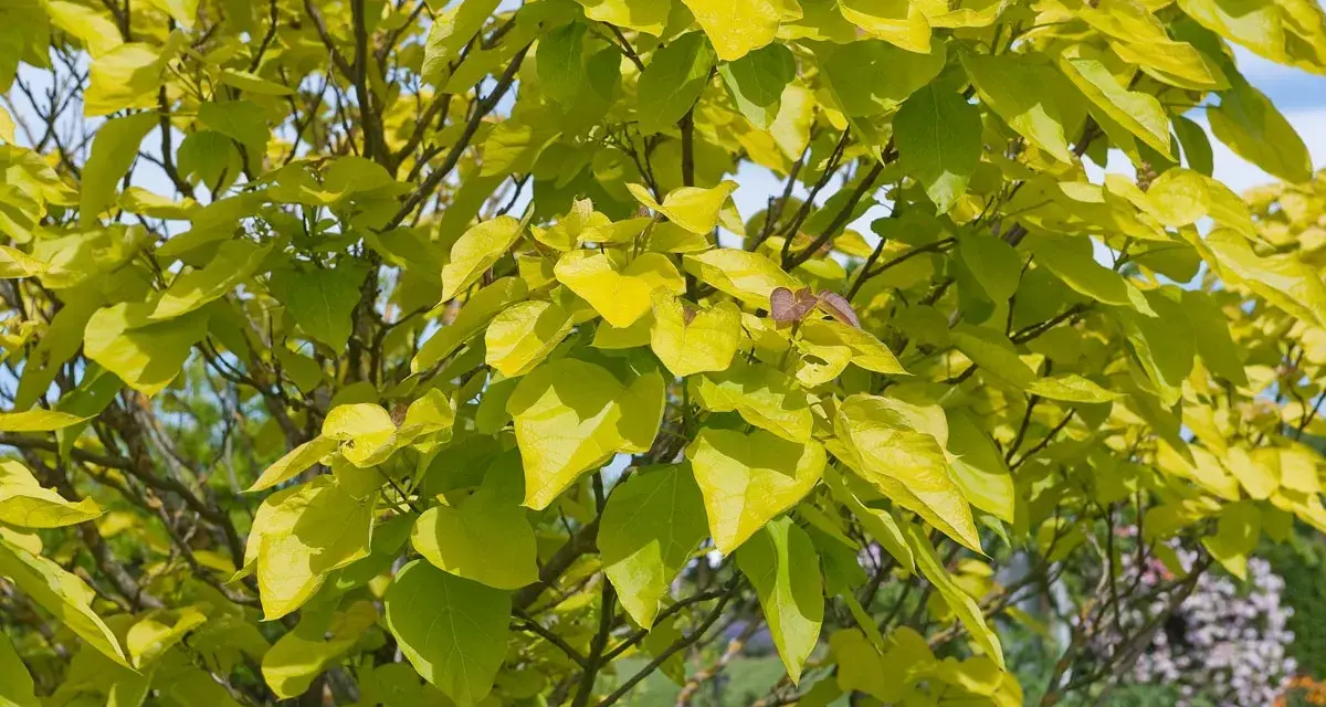 Feuillage doré d'un catalpa, ses feuilles lumineuses captent la lumière du soleil. La taille de cet arbre est idéale pour un jardin.