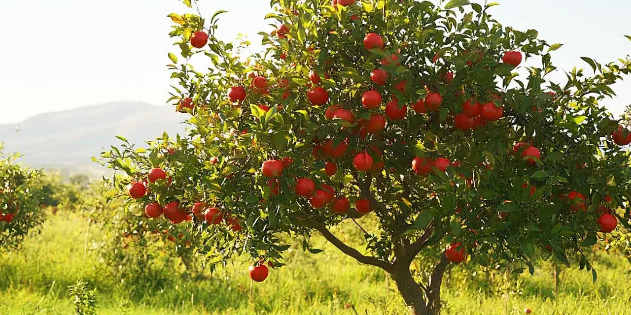 Un arbre de grenadier porte de nombreux fruits rouges mûrs, offrant une belle exposition dans un verger ensoleillé.