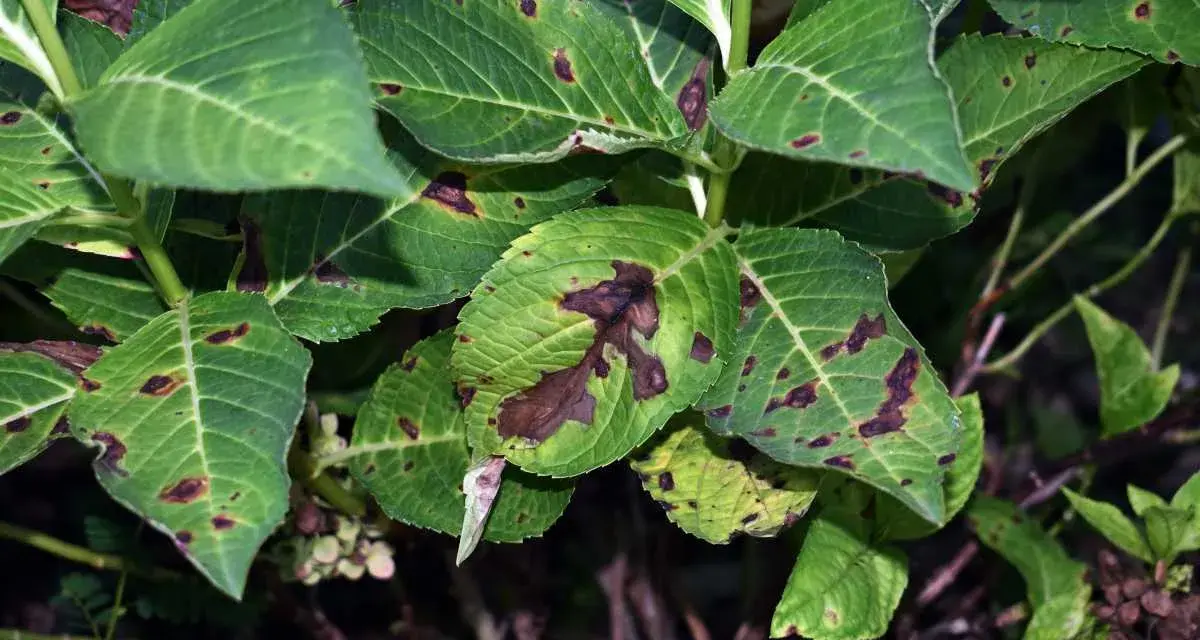Feuilles d'hortensia atteintes de la maladie des hortensias, présentant des taches brunes et des zones nécrosées.