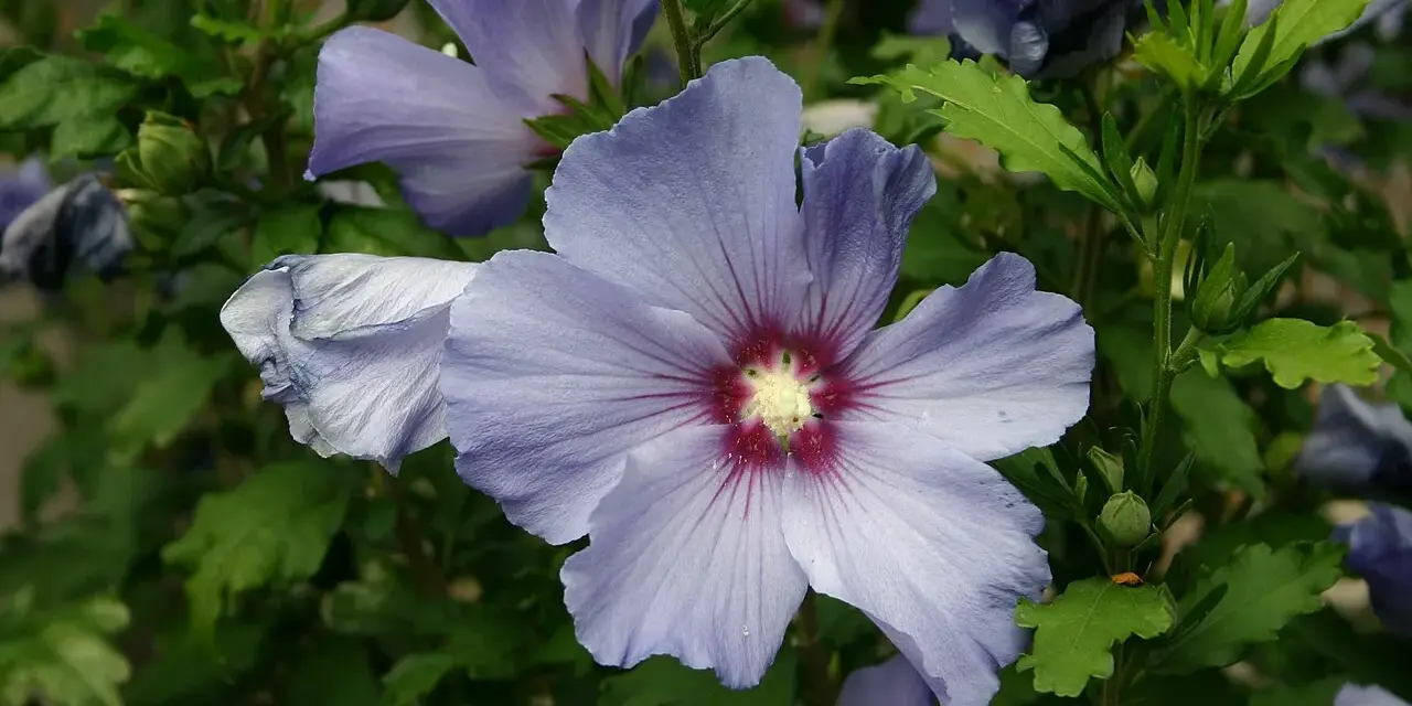 Fleurs bleues délicates d'un hibiscus syriacus, avec un cœur pourpre et des pétales plissés.