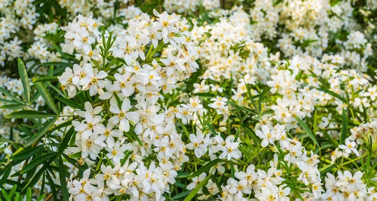 Gros plan sur une **bouture d'oranger du Mexique** en pleine floraison, ses petites fleurs blanches étoilées illuminent le feuillage vert.