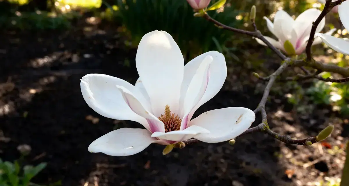 Magnolia blanche en gros plan, parfaite pour apprendre comment tailler un magnolia. Le soleil éclaire ses pétales délicats.