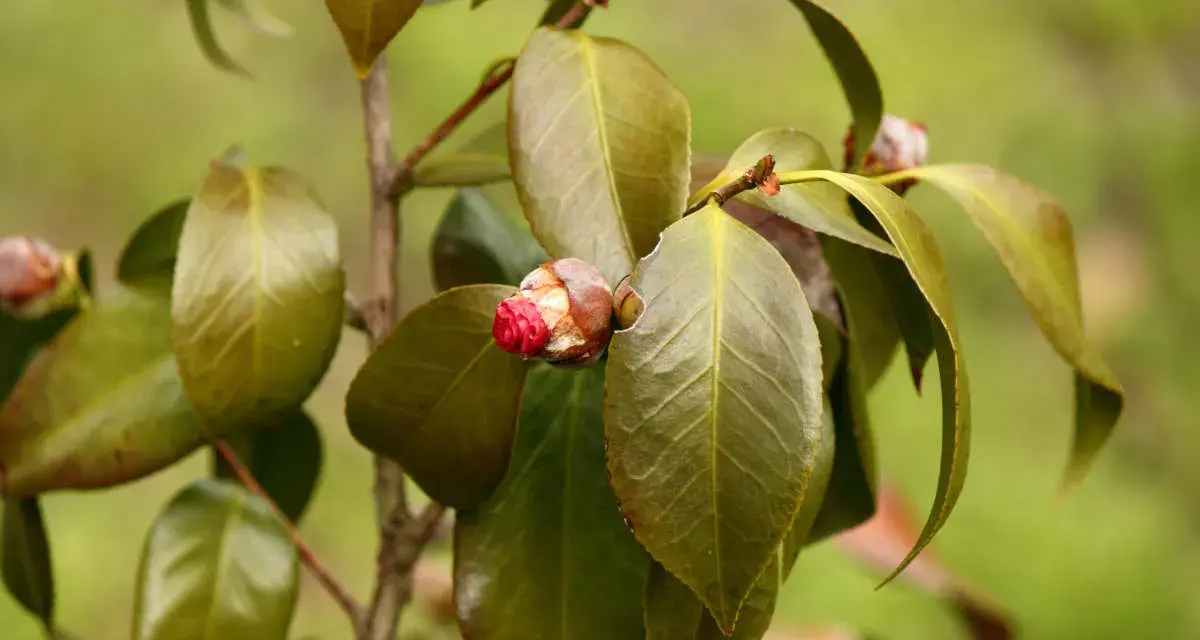Un bourgeon de camélia rouge vif commence à s'ouvrir, entouré de feuilles vertes. Il semble que la plante souffre d'une maladie, car certaines feuilles sont décolorées.