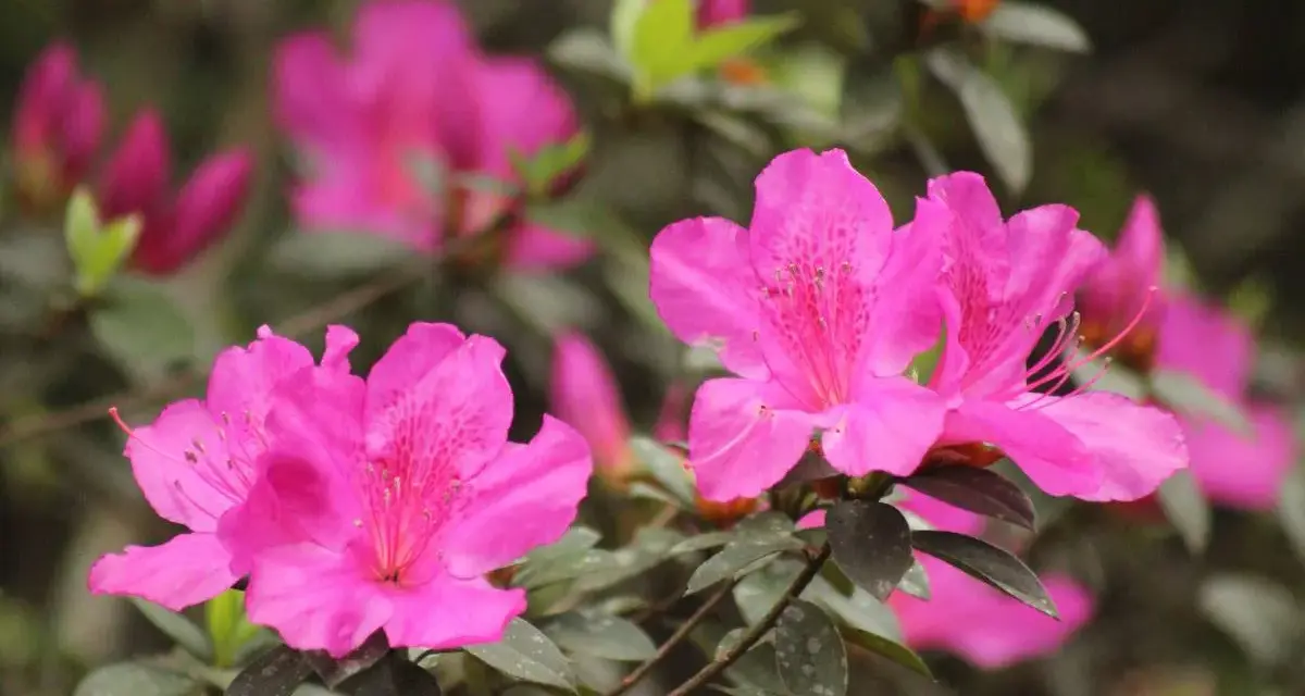 Des fleurs d'azalée d'un rose vif, avec des taches plus foncées sur leurs pétales, s'épanouissent. La taille de ces azalées est impressionnante.