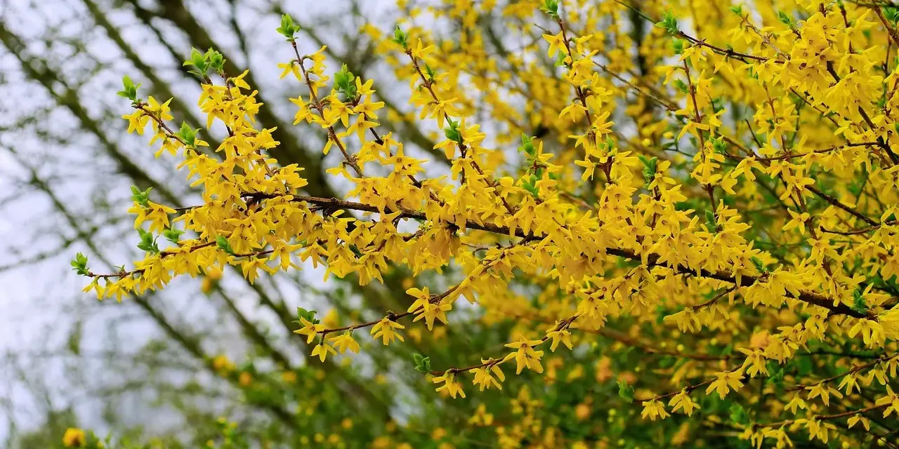 Rameaux couverts de fleurs jaunes éclatantes, annonçant la forsythia floraison. Le printemps est là !
