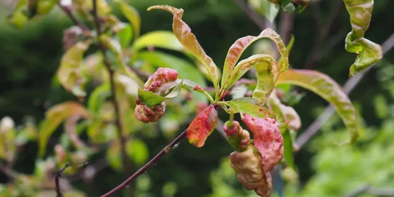 Feuilles de pêcher déformées et rouges, signe d'une maladie.