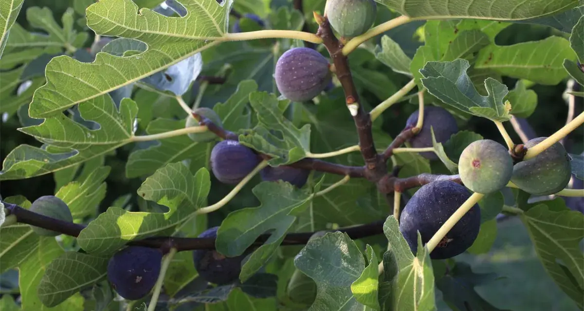 Comment faire pousser un figuier à partir d'une figue : des figues vertes et violettes mûrissent sur un arbre feuillu, promettant de futurs plants.