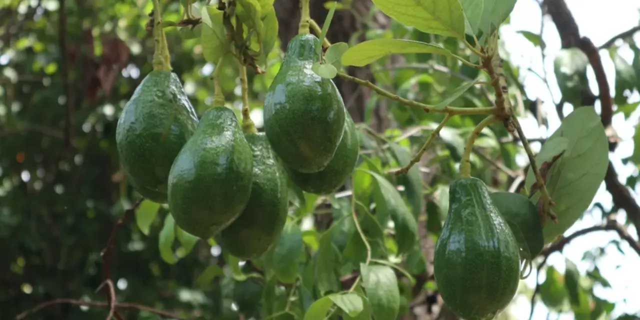 Grappe d'avocats verts mûrs sur une branche. L'avocatier taille est impressionnante, promettant une belle récolte.