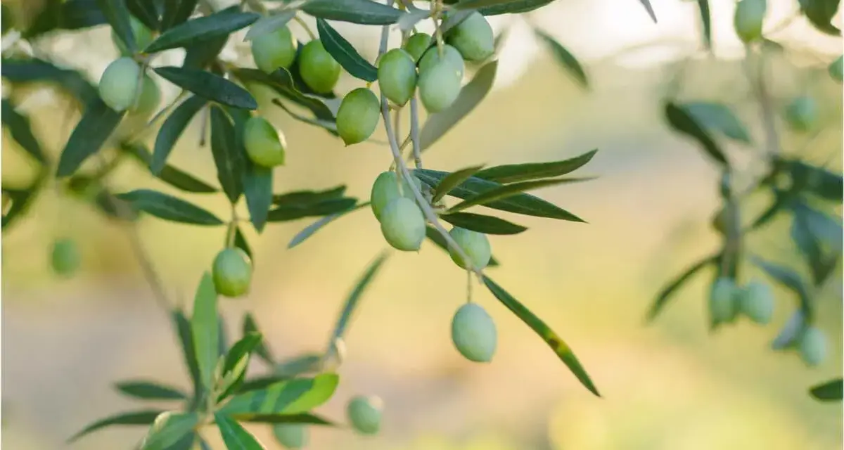 Des olives vertes sur un olivier, prêtes pour la récolte. Le moment idéal pour savoir quand tailler un olivier.