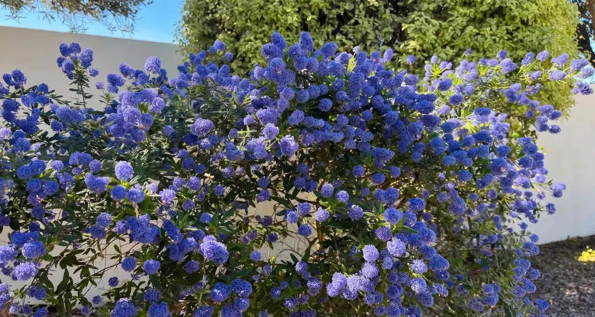 Un magnifique céanothe terre de bruyère, couvert de grappes de fleurs bleues éclatantes, illumine un jardin ensoleillé.