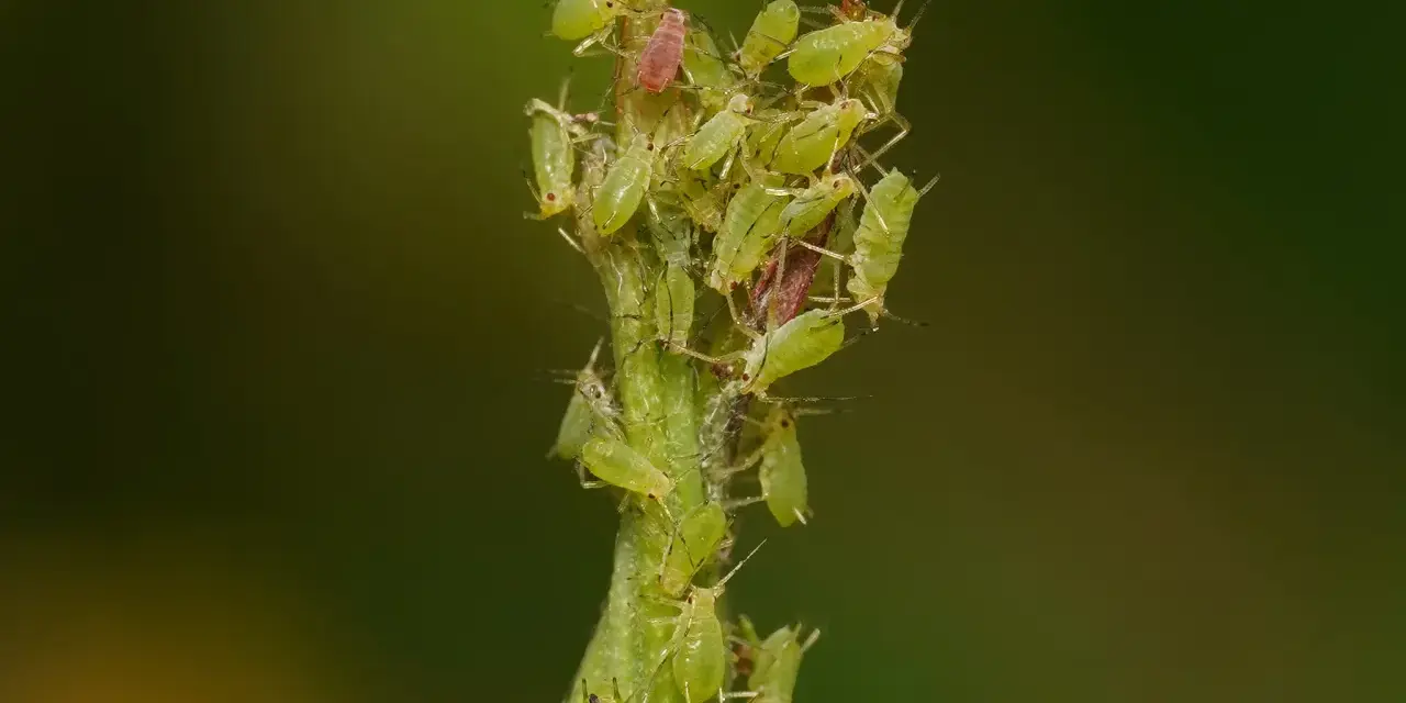 Un essaim de pucerons verts du rosier s'agglutine sur une tige verte, certains individus étant d'un rouge plus foncé.